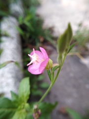 Oenothera rosea
