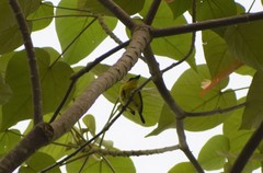 Todirostrum chrysocrotaphum