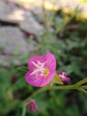 Oenothera rosea