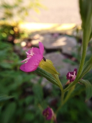 Oenothera rosea