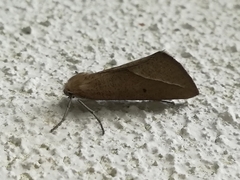 Compsoptera opacaria