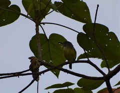 Todirostrum maculatum