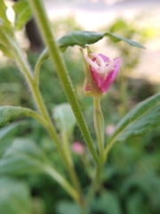 Oenothera rosea