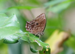 Ptychandra lorquinii