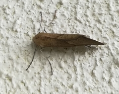 Compsoptera opacaria