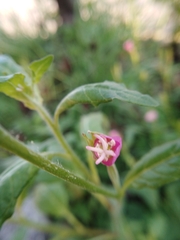 Oenothera rosea