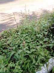 Oenothera rosea