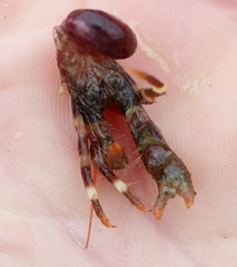 Pagurus caurinus
