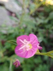 Oenothera rosea