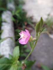 Oenothera rosea