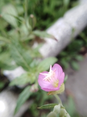 Oenothera rosea