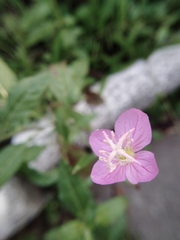 Oenothera rosea