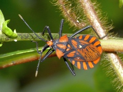 Spartocera pantomima
