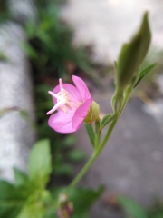 Oenothera rosea