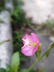 Oenothera rosea