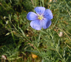 Linum austriacum