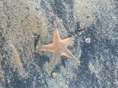 Astropecten jonstoni