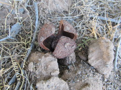 Prosopanche americana