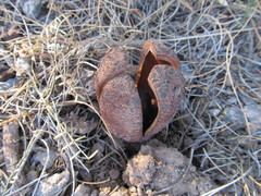 Prosopanche americana