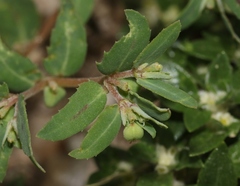 Euphorbia rayturneri