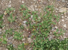 Euphorbia rayturneri