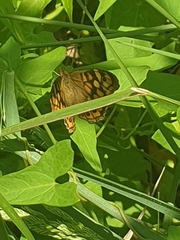 Pararge aegeria