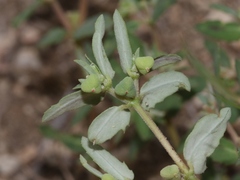 Euphorbia rayturneri