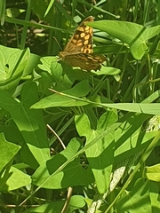 Pararge aegeria