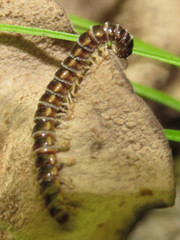 Arthrophaga myriapodina