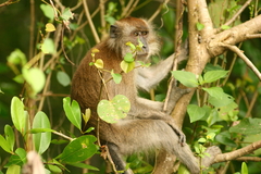Macaca fascicularis