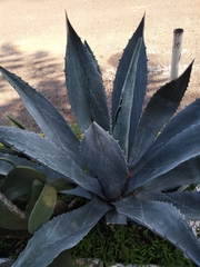 Agave americana