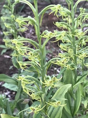 Habenaria novemfida