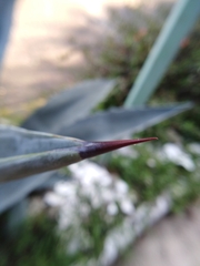 Agave americana