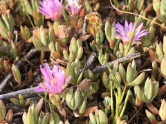 Lampranthus sociorum