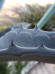 Agave americana