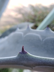 Agave americana