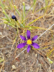 Calydorea xiphioides