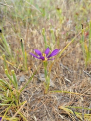Calydorea xiphioides