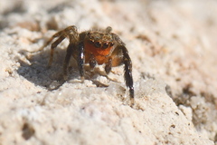 Euophrys rufibarbis