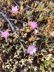 Lampranthus sociorum