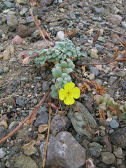 Camissoniopsis cheiranthifolia cheiranthifolia