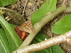 Pararge aegeria
