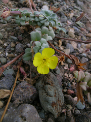 Camissoniopsis cheiranthifolia cheiranthifolia