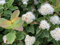 Spiraea beauverdiana