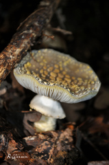 Amanita franchetii