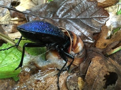 Carabus scabrosus