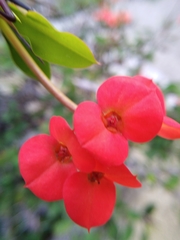 Euphorbia milii