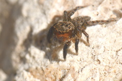 Euophrys rufibarbis
