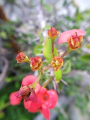 Euphorbia milii