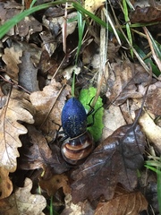 Carabus scabrosus